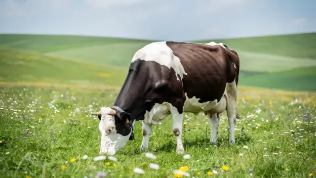 Bild zeigt nachhaltige Weidehaltung zur Vermeidung von Überweidung und Förderung der Biodiversität