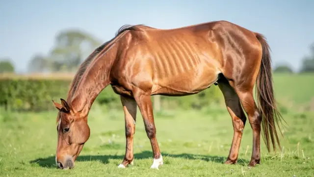 Pferd mit Untergewicht steht auf der Wiese zur Stoffwechseloptimierung