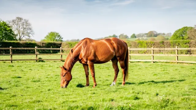 Weidefläche mit Pferd auf grüner Wiese zur optimalen Auswahl mieten