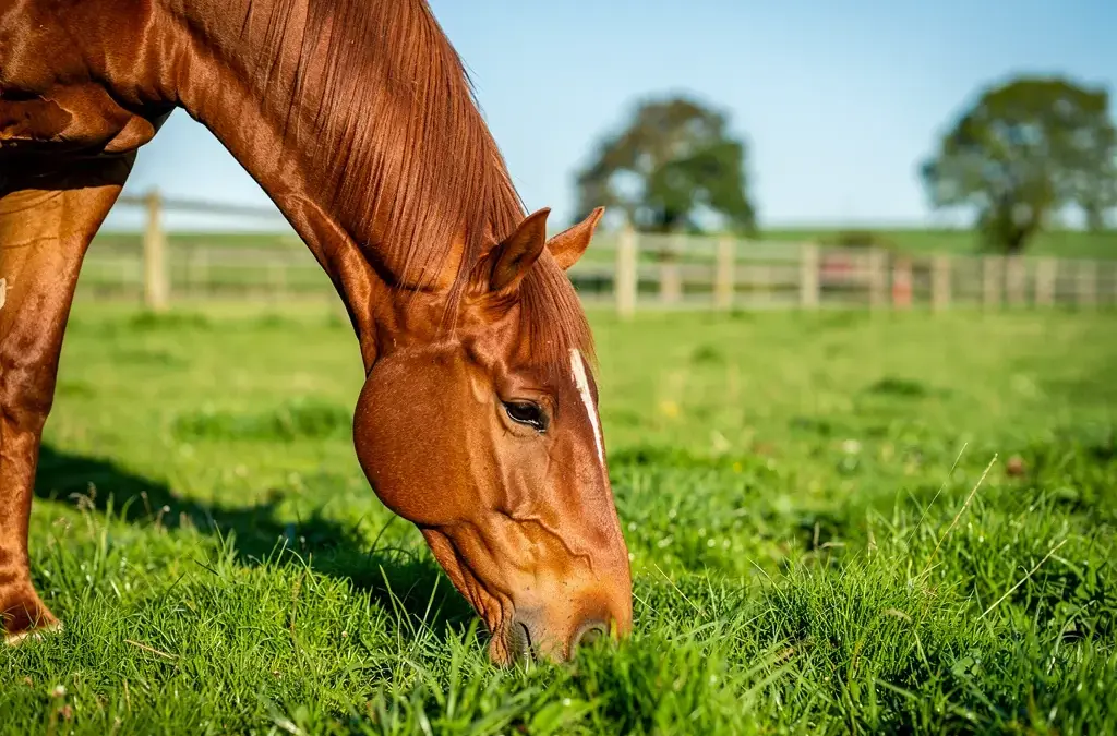 Weideparasiten Prävention beim Pferd durch Hygiene und regelmäßige Entwurmung