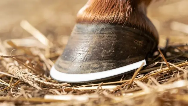 Weiße Linie beim Pferd für gesunde Hufe präventiv pflegen und schützen