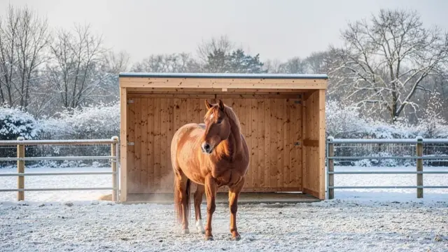 Winterpaddock für Pferde mit schützender Fläche und Bewegungsmöglichkeiten im Winter