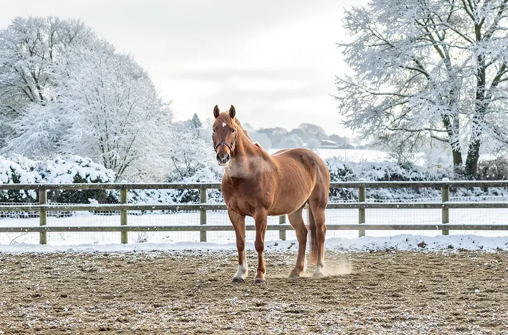 Gestaltung eines Winterpaddocks für trockene Füße bei Pferden im Winter