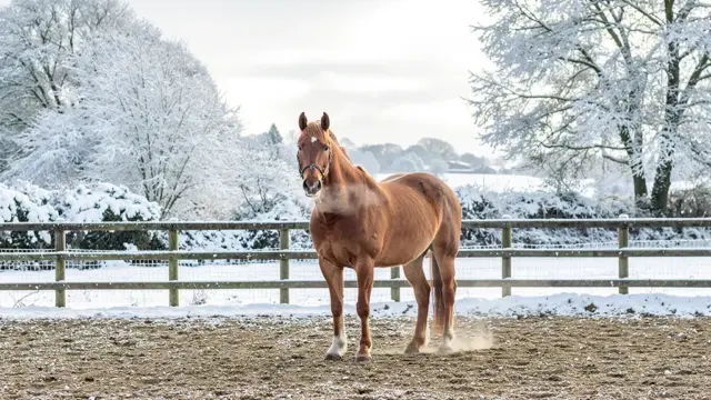 Gestaltung eines Winterpaddocks für trockene Füße bei Pferden im Winter