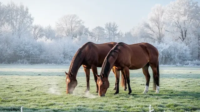 Winterweide für Pferde mit frischem Gras und schützendem Paddock im Schnee