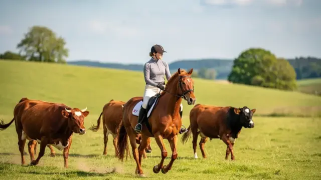 Reiter und Pferd bei präziser Rinderarbeit in der Working Equitation