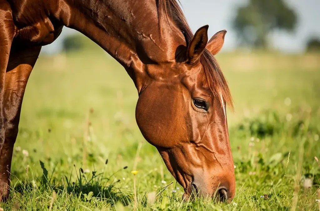 Wurmkuren beim Pferd: Anwendung und Vorbeugung für optimale Gesundheit