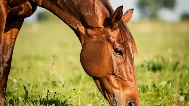 Wurmkuren beim Pferd: Anwendung und Vorbeugung für optimale Gesundheit