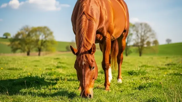 Wurmkuren für Pferde optimal planen: Zeitpunkte und Vorgehensweise