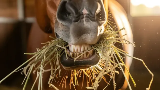 Ein Pferd mit gesunder Verdauung und strahlenden Zähnen zur Förderung der Zahngesundheit