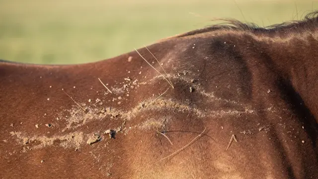 Zinkmangel beim Pferd und geeignete Ergänzungsfutter zur Verbesserung der Gesundheit